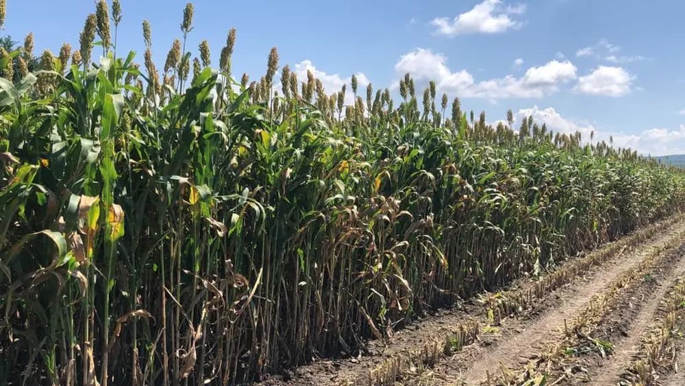 Sorgo Fortuna para forraje