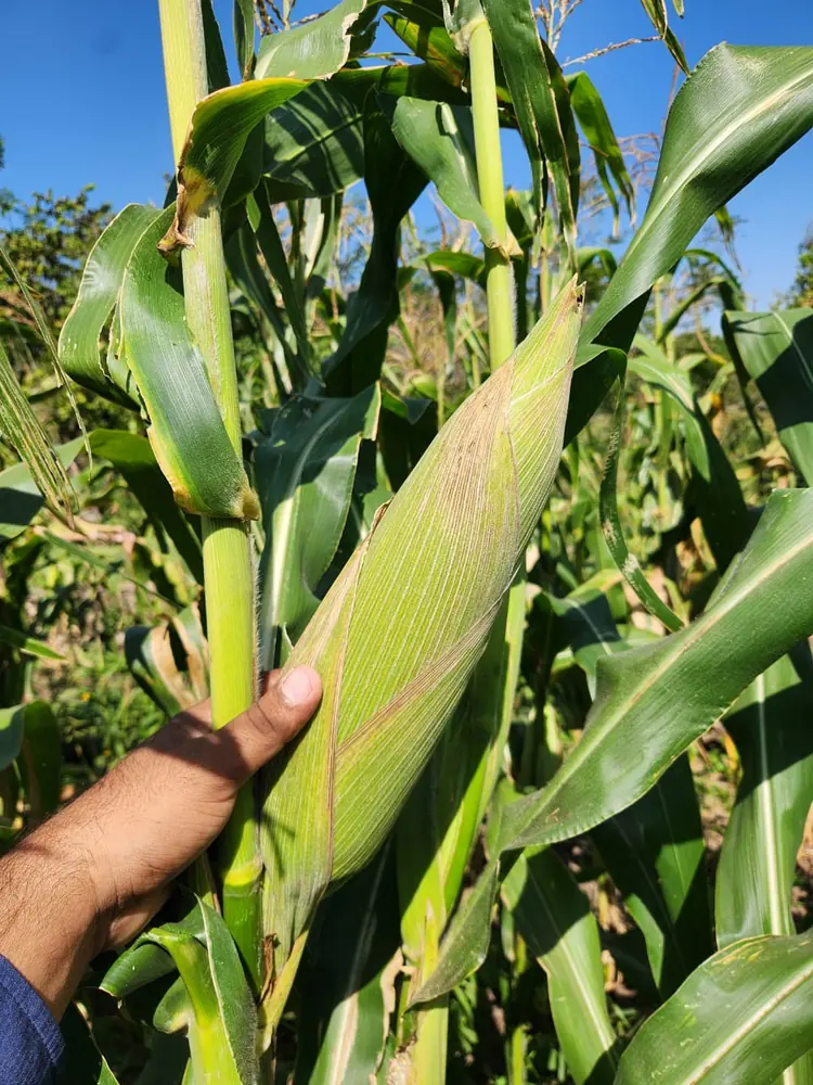 Material V-526 en campo